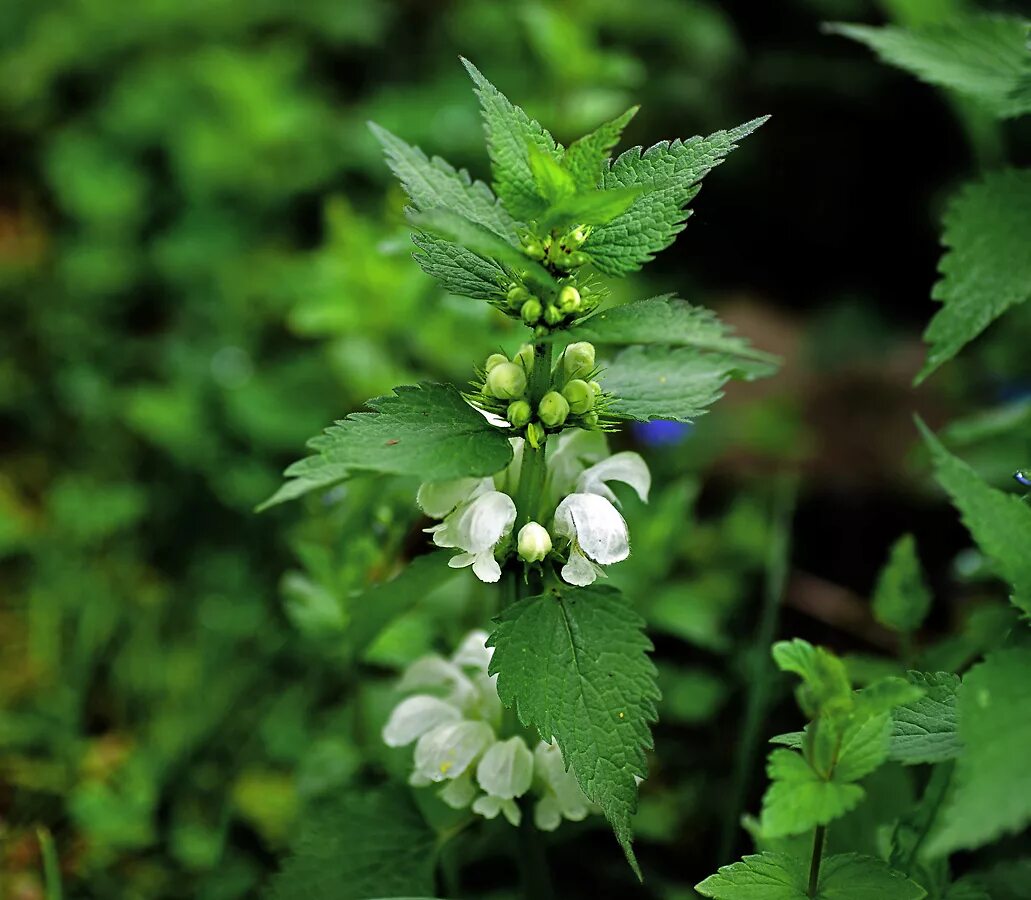 Растения московской области фото Lamium album - Image of an specimen - Plantarium