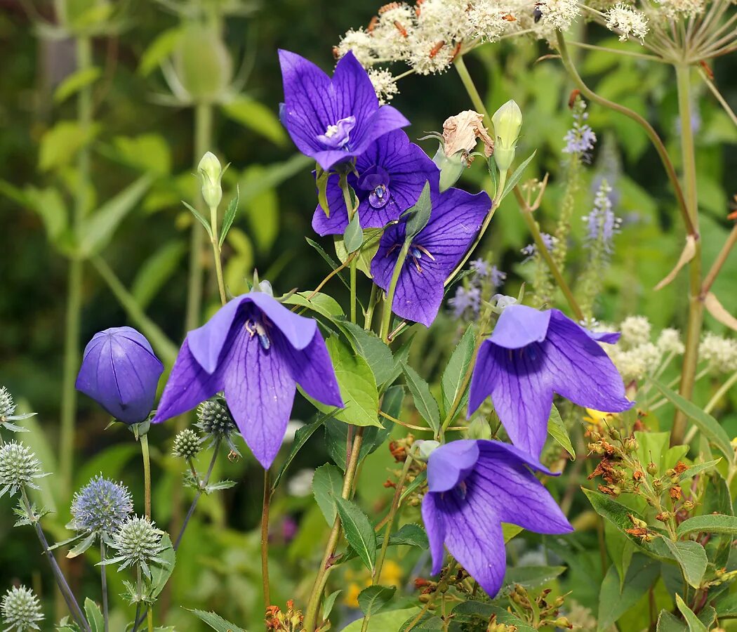 Растения московской области фото Platycodon grandiflorus - Image of an specimen - Plantarium