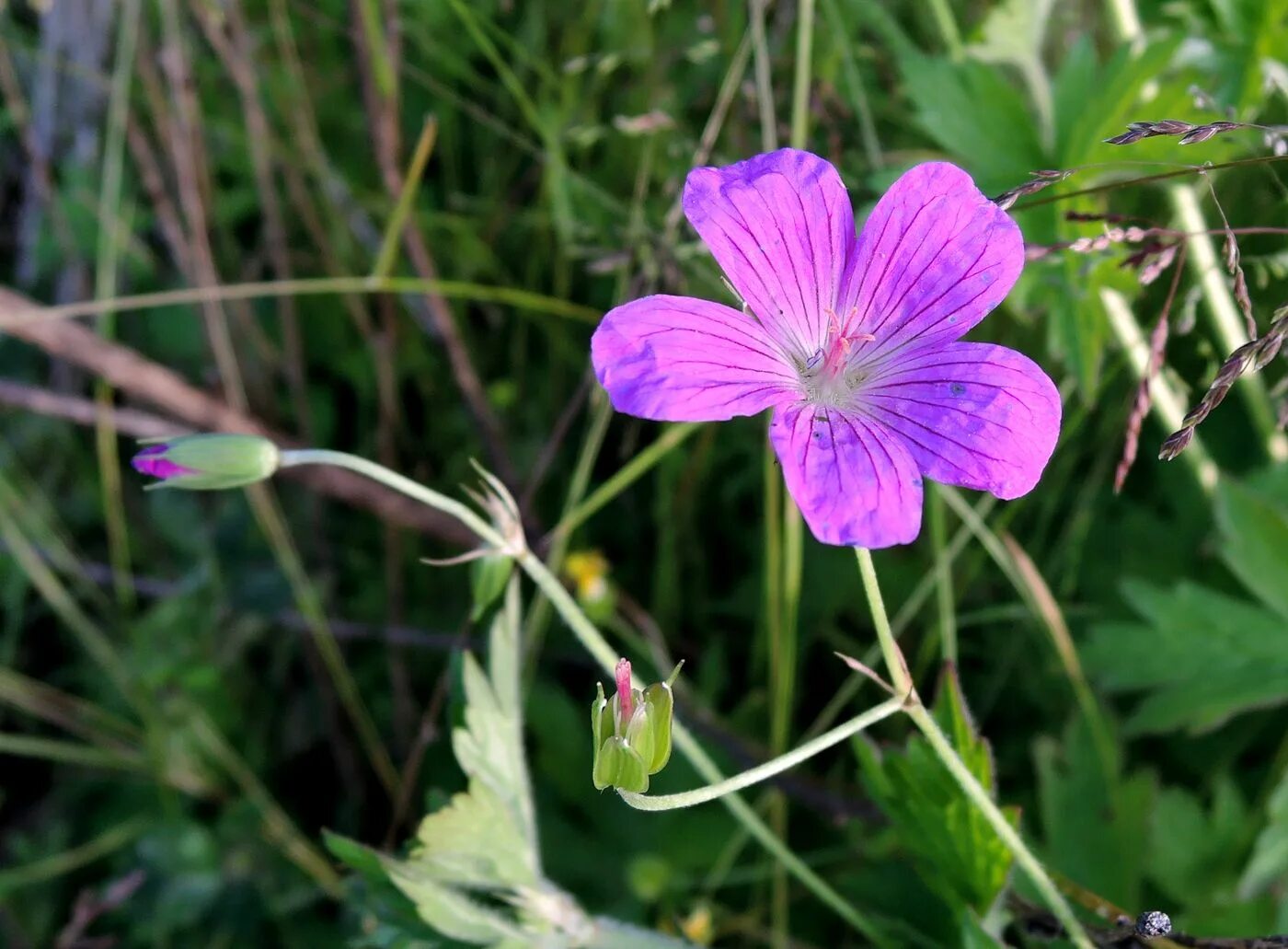 Растения московской области фото Geranium palustre - Image of an specimen - Plantarium