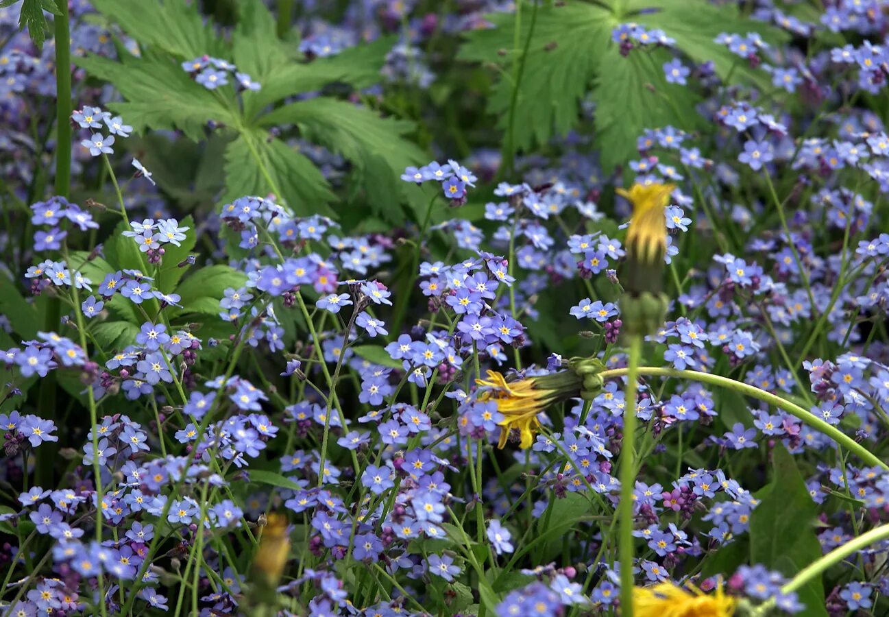 Растения московской области фото Myosotis sylvatica - Image of an specimen - Plantarium