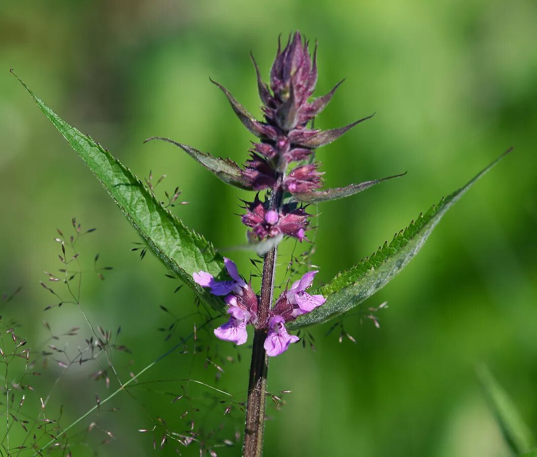 Растения московской области фото Stachys palustris - Image of an specimen - Plantarium