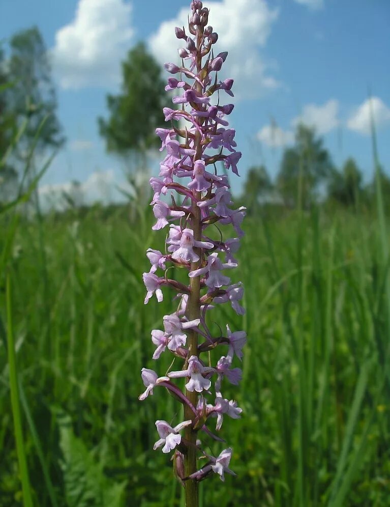 Растения московской области фото Gymnadenia conopsea - Image of an specimen - Plantarium