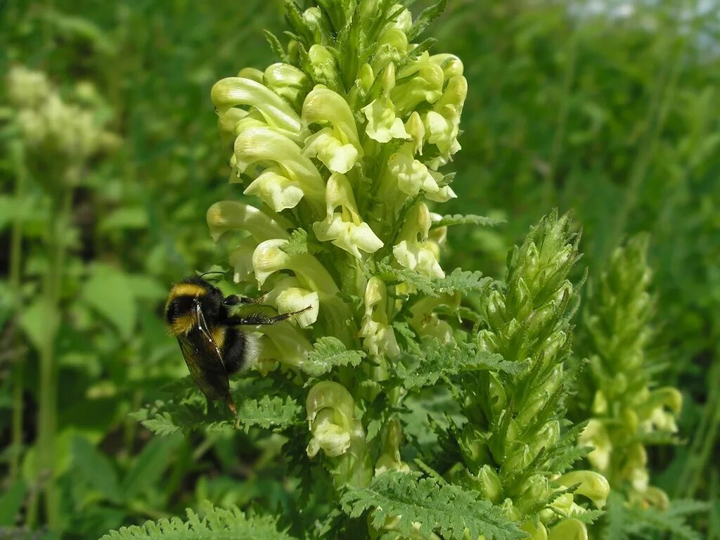 Растения московской области фото Pedicularis kaufmannii - Изображение особи - Плантариум