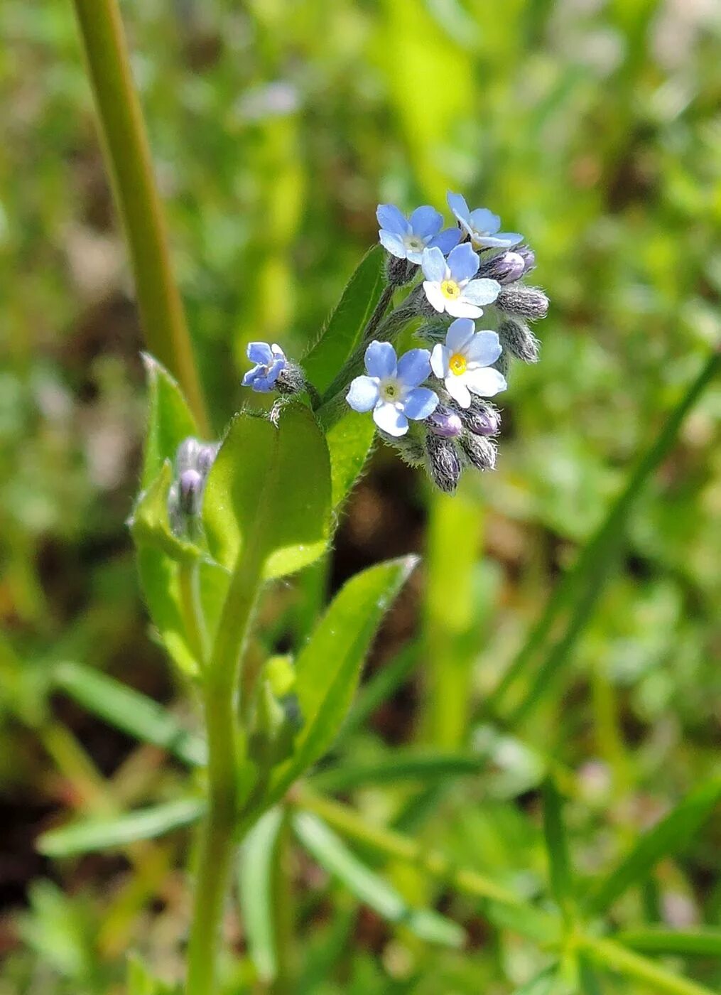 Растения московской области фото Myosotis arvensis - Image of an specimen - Plantarium