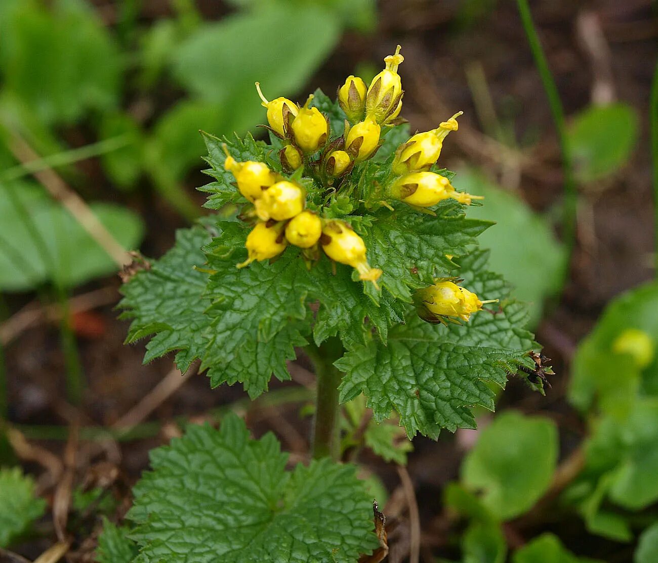 Растения московской области фото и описание Scrophularia chrysantha - Изображение особи - Плантариум