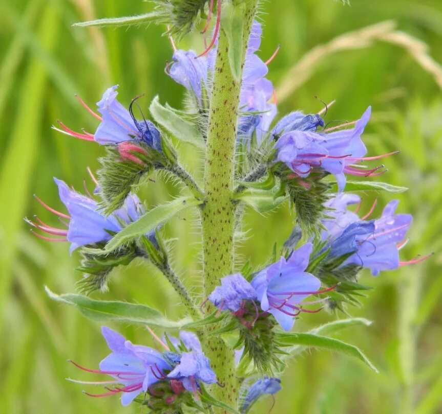 Растения московской области фото и описание Echium vulgare - Image of an specimen - Plantarium