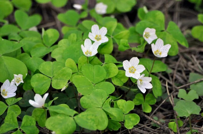 Растения московской области фото и описание Oxalis acetosella - Image of an specimen - Plantarium