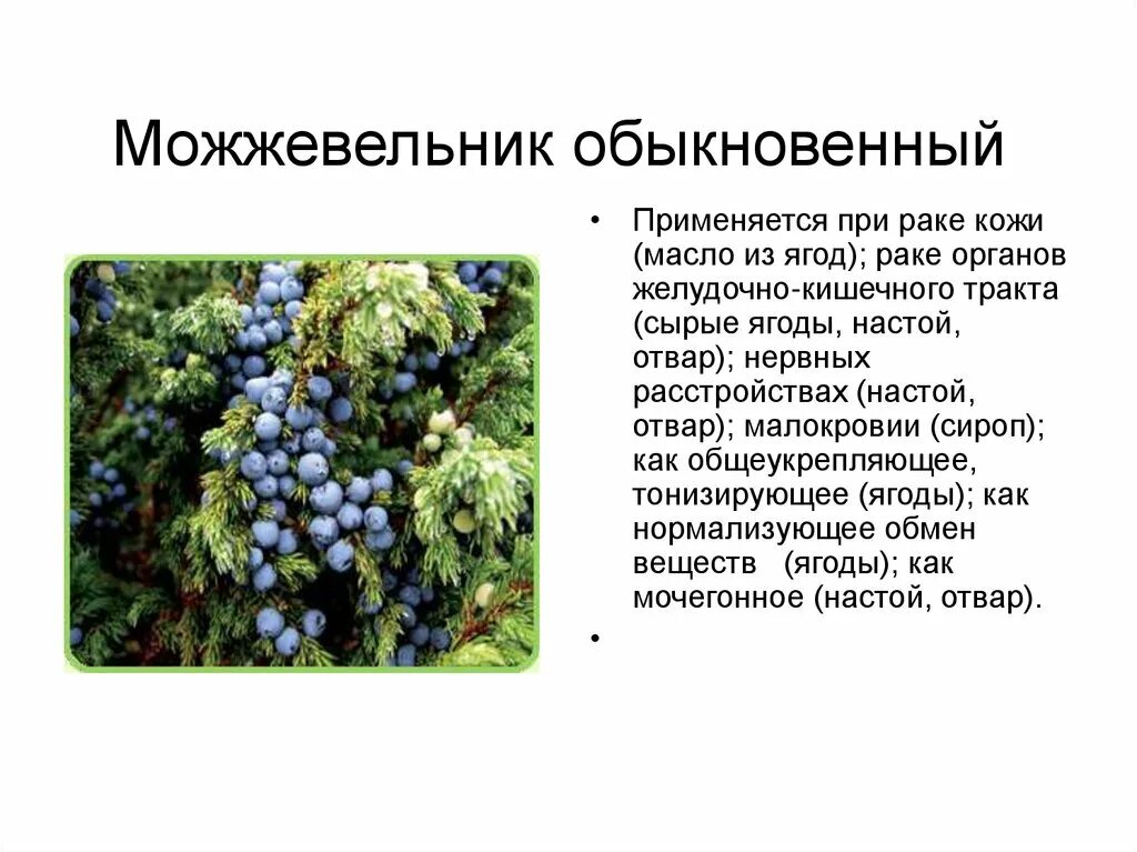 Растения можжевельник описание и фото Можжевельник среда обитания: найдено 87 картинок