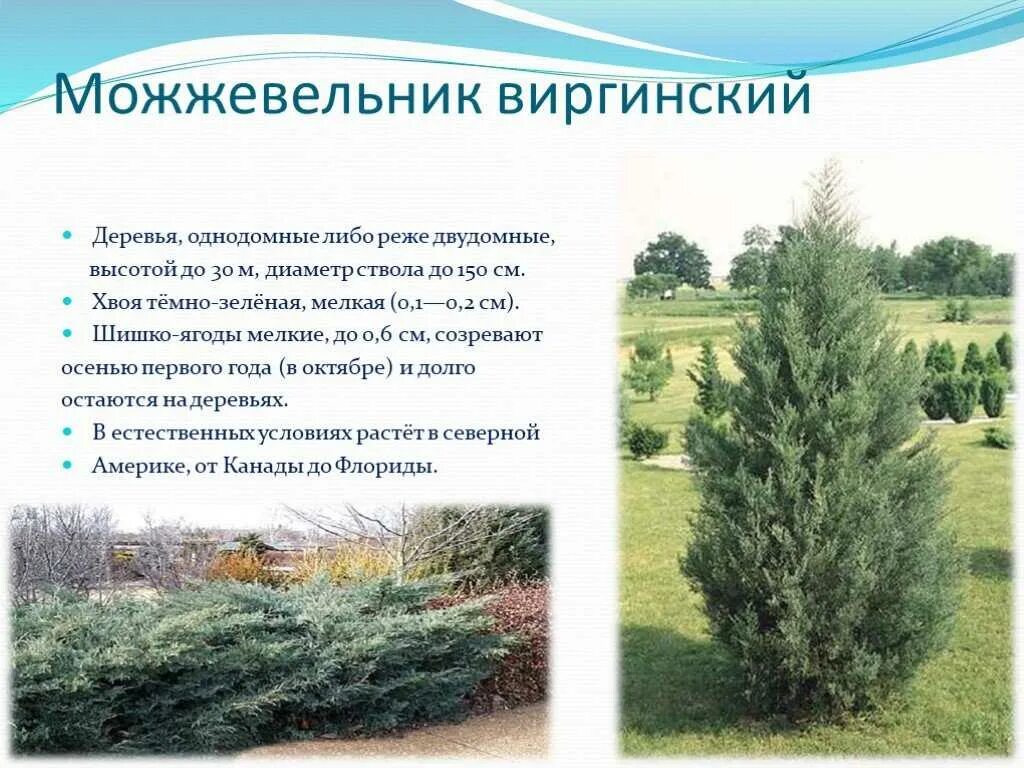 Растения можжевельник описание и фото Можжевельник характеристика