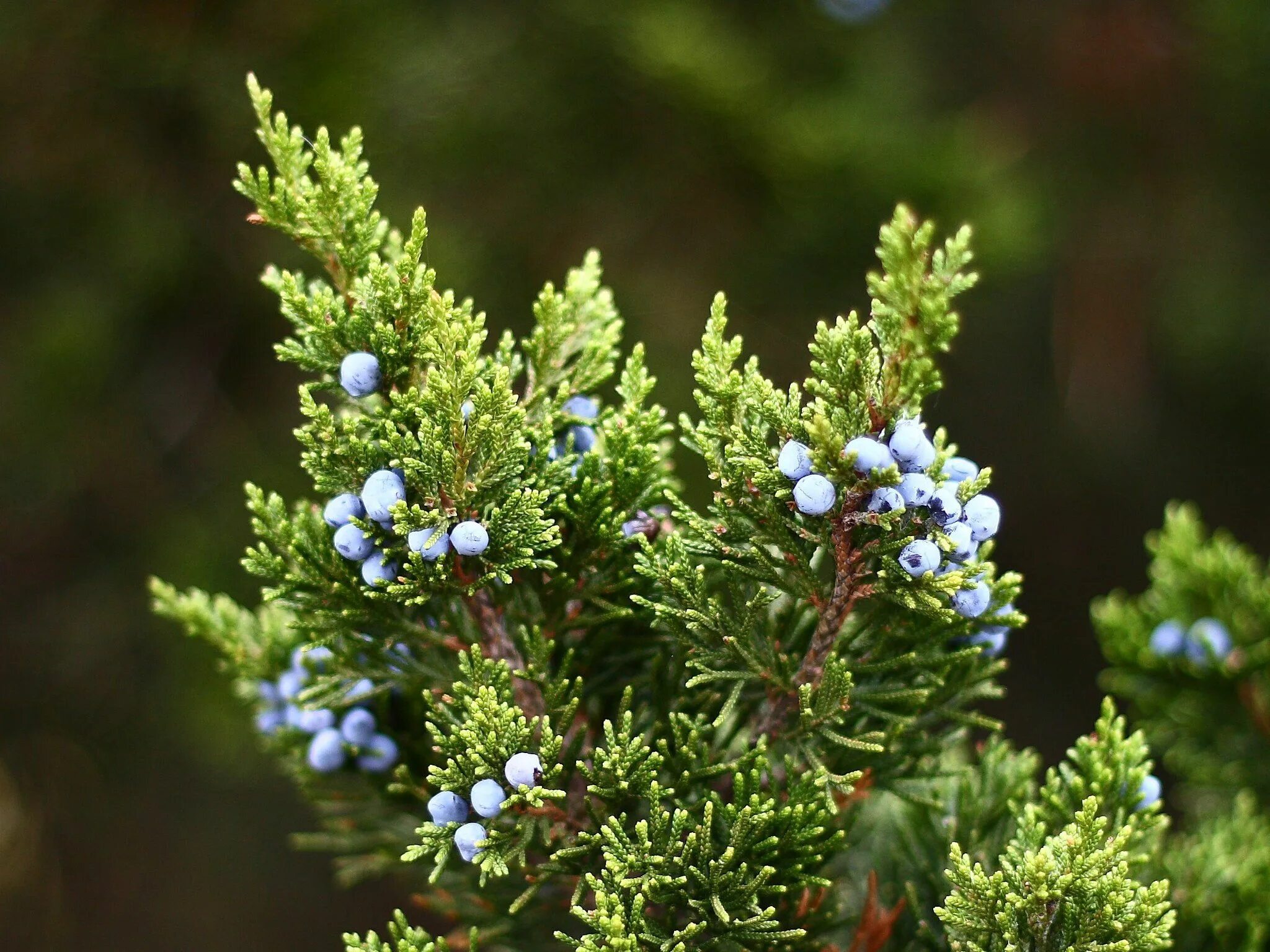 Растения можжевельник описание и фото Juniper berries Mode de vie sain, Gin, Le gin