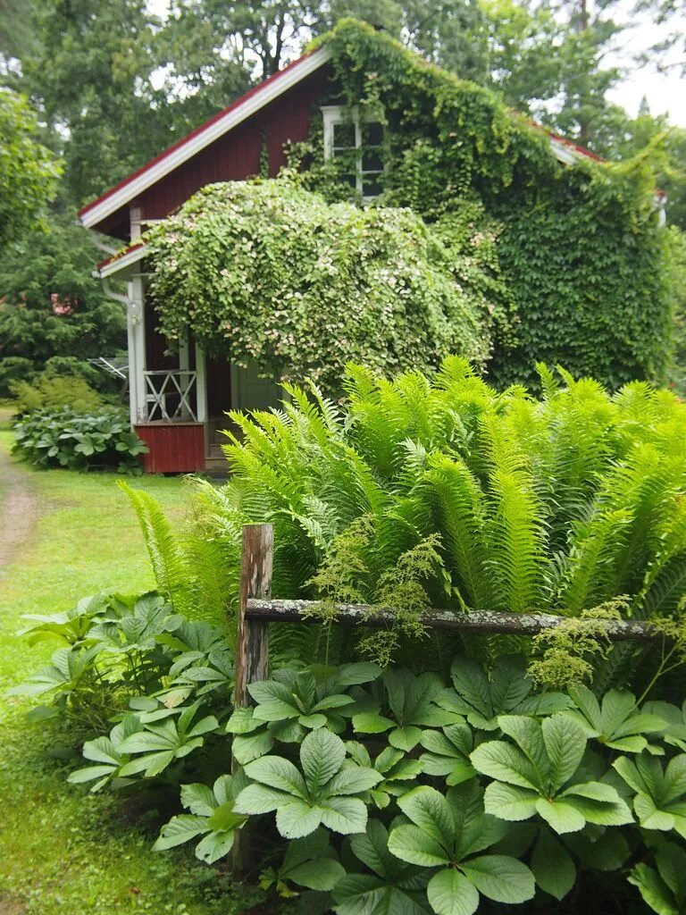 Растения на дачном участке фото Pin on Хоста Cottage garden, Cottage garden design, Garden design