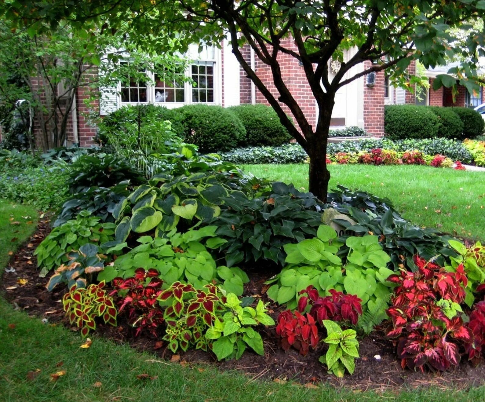 Растения на дачном участке фото 25 COLEUS VOLCANO / Shade Loving Fast Annual or Indoor or - Etsy Shade garden de