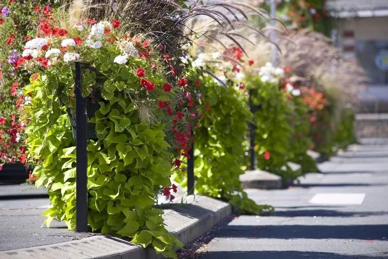 Растения на улице фото Doskonała oprawa dla kwiatów - Inspirowani Naturą Container flowers, Plants, Con