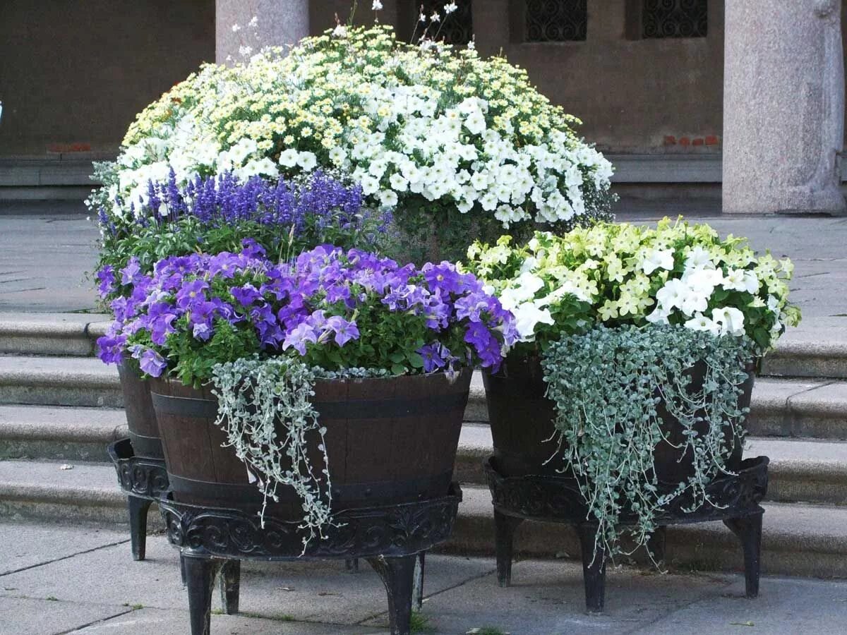 Растения на улице фото Garden flower beds, Flower bed designs, Flower beds