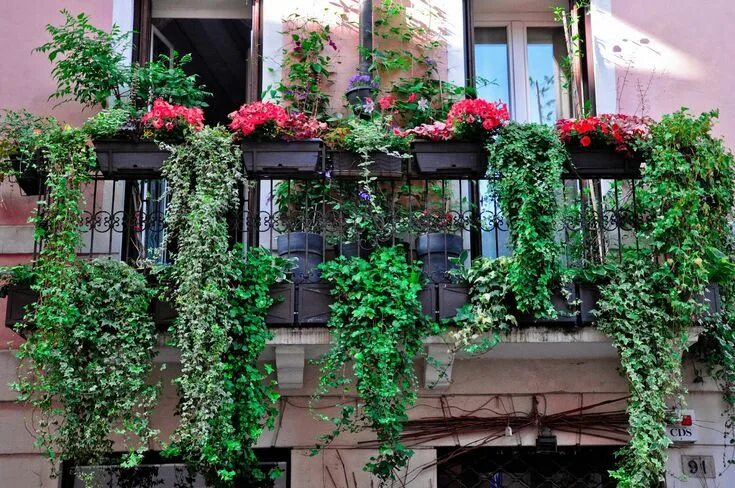 Растения на улице фото A hanging garden on a balcony in Vicenza, Italy Hanging garden, Spring garden fl