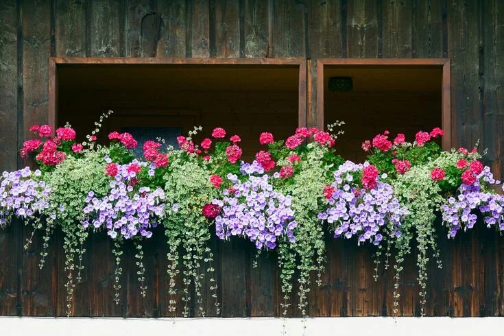 Растения на улице фото piante a cascata le soluzioni giuste per ogni ambiente Balcony flower box, Windo