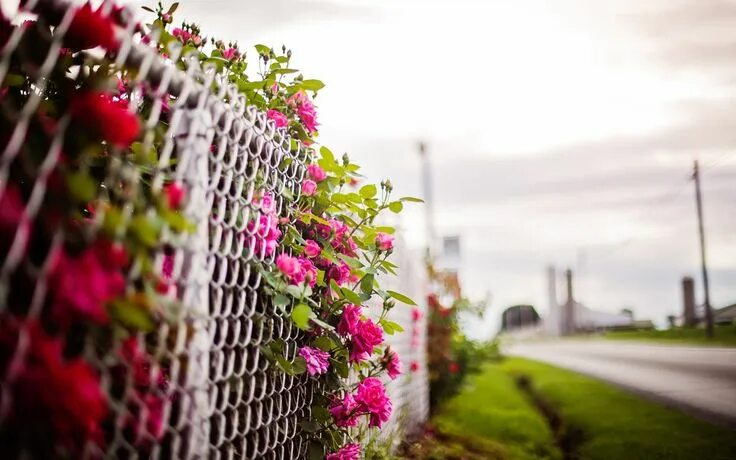 Растения на заборе фото Pink rose flowers, fence, blurry background #Pink #Rose #Flowers #Fence #Blurry 