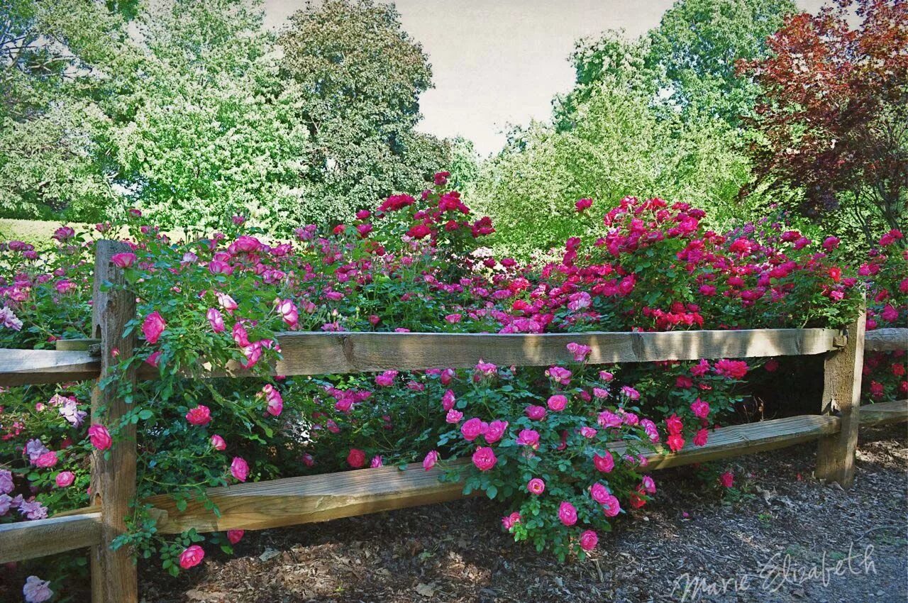 Растения на заборе фото pink roses Fence landscaping, Lawn and garden, Cottage garden