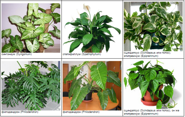 Растения не цветут фото и названия Комнатные растения, опасные для кошек ЗооБлог