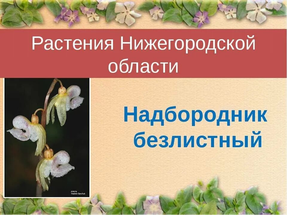 Растения нижегородской области фото и описание Красная книга нижегородской области проект