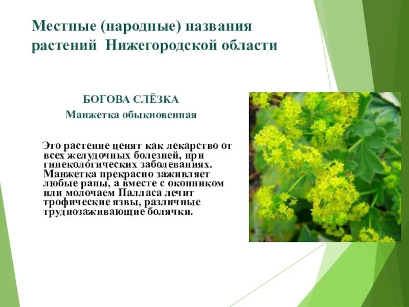 Растения нижегородской области фото и описание Лекарственные растения народные названия