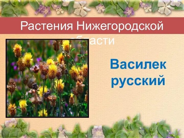 Растения нижегородской области фото и описание Красная книга Нижегородской области презентация