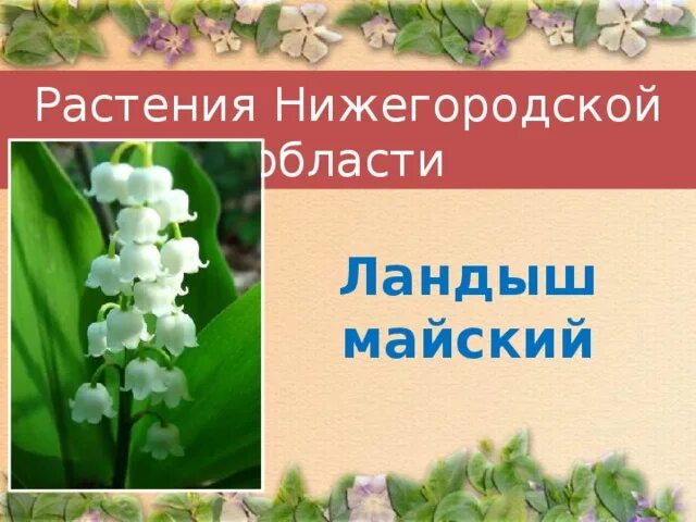 Растения нижегородской области фото и описание Тема: "Охрана растений. Красная книга России"