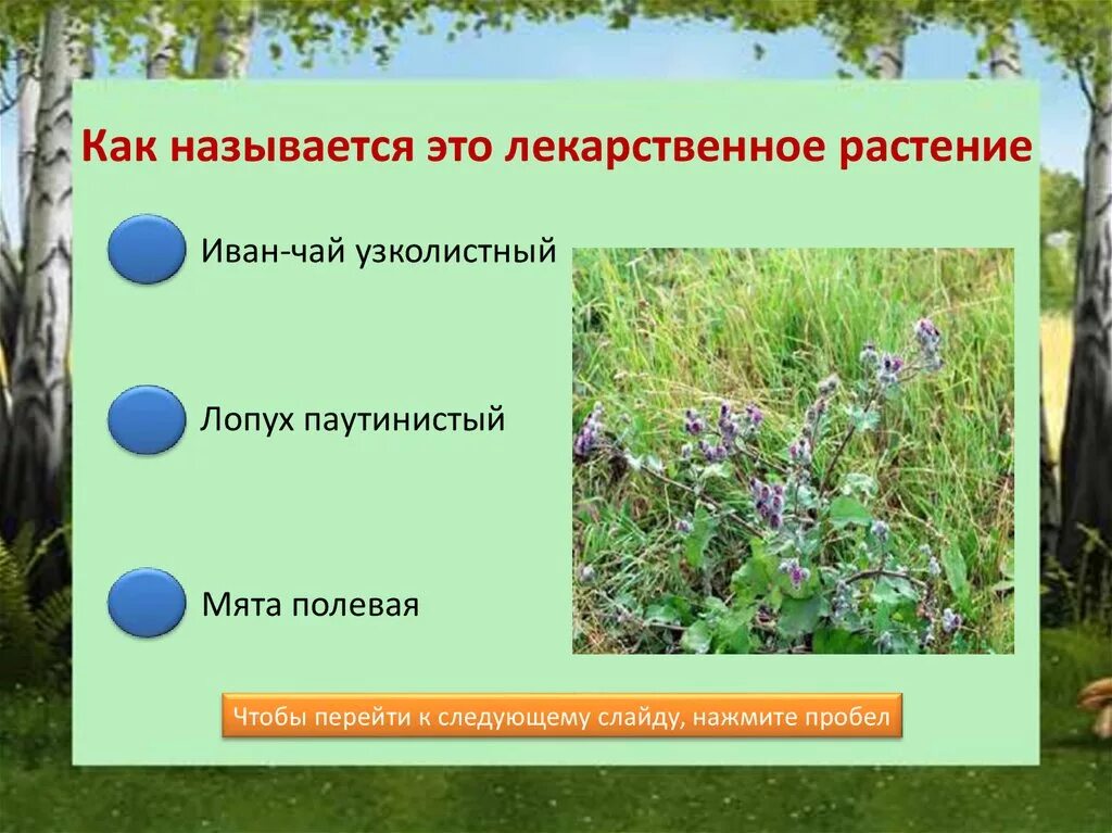 Растения нижегородской области фото и описание Лекарственные растения Нижегородской области. Тест - презентация онлайн