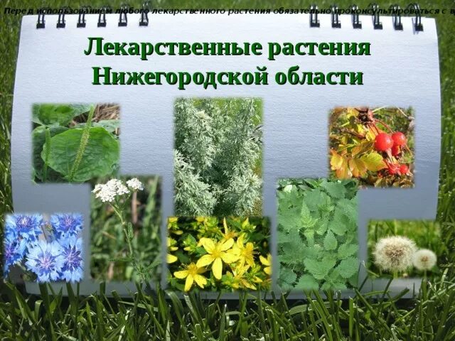 Растения нижегородской области фото и описание Презентация к внеклассному мероприятию