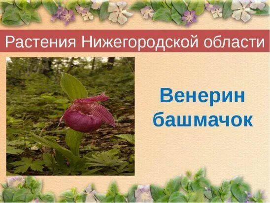 Растения нижегородской области фото и описание 53) Одноклассники Garden, Plants