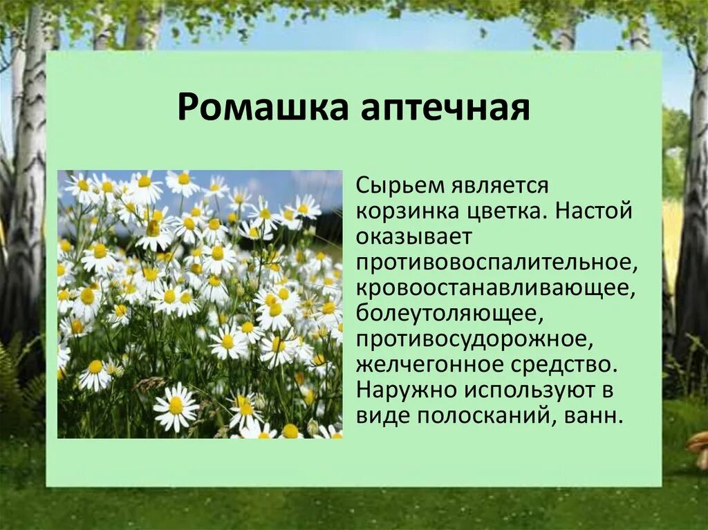 Растения нижегородской области фото и описание Картинки ЛЕКАРСТВЕННЫЕ РАСТЕНИЯ КУЛЬТУРА