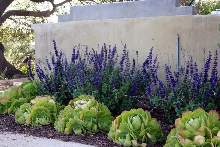 Растения открытого грунта фото Houzz - Garden Inspiration Drought tolerant landscape, Drought resistant landsca