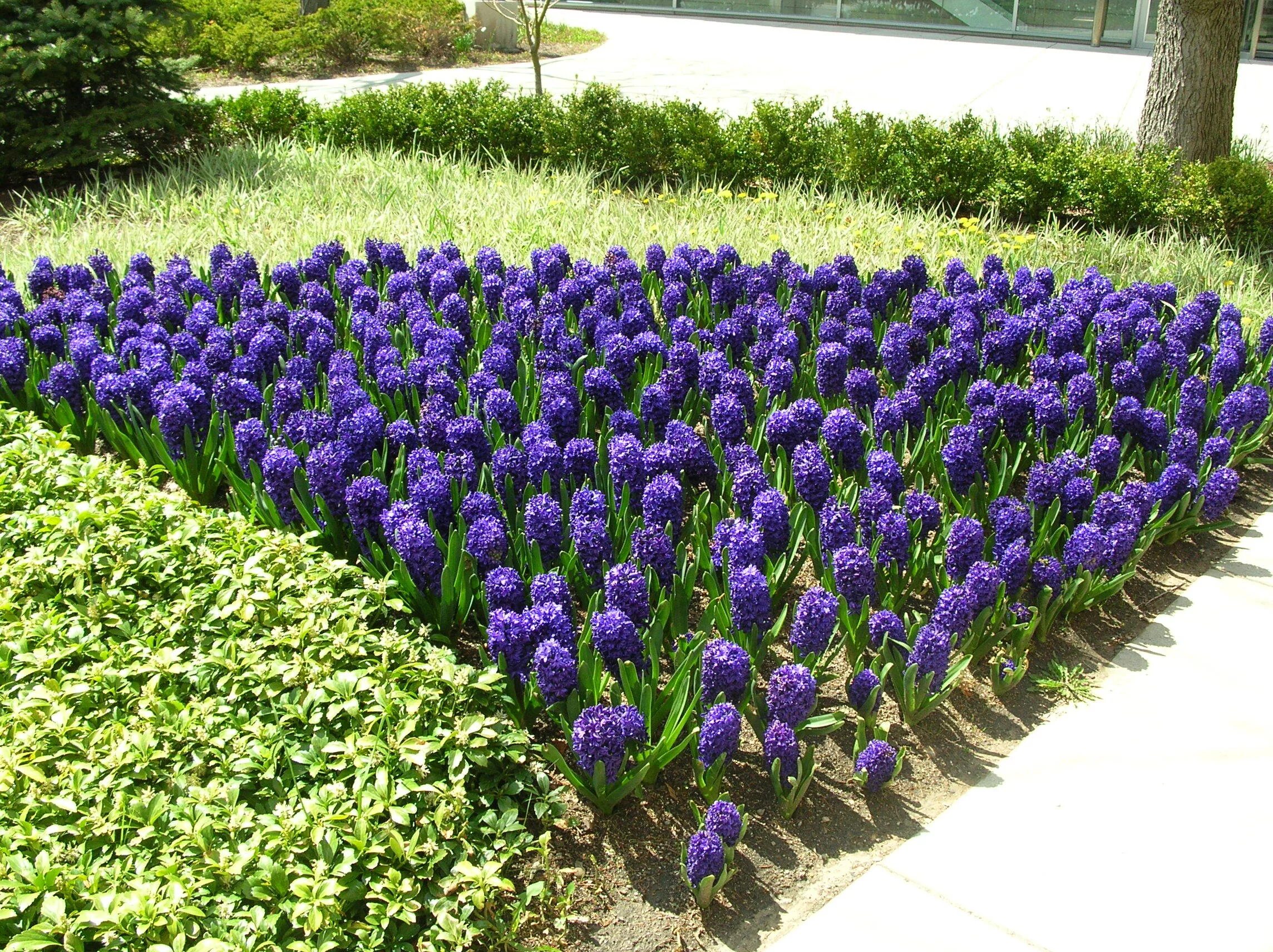 Растения открытого грунта фото Blue hyacinths blooming flowers on the glade Desktop wallpapers 1024x1024