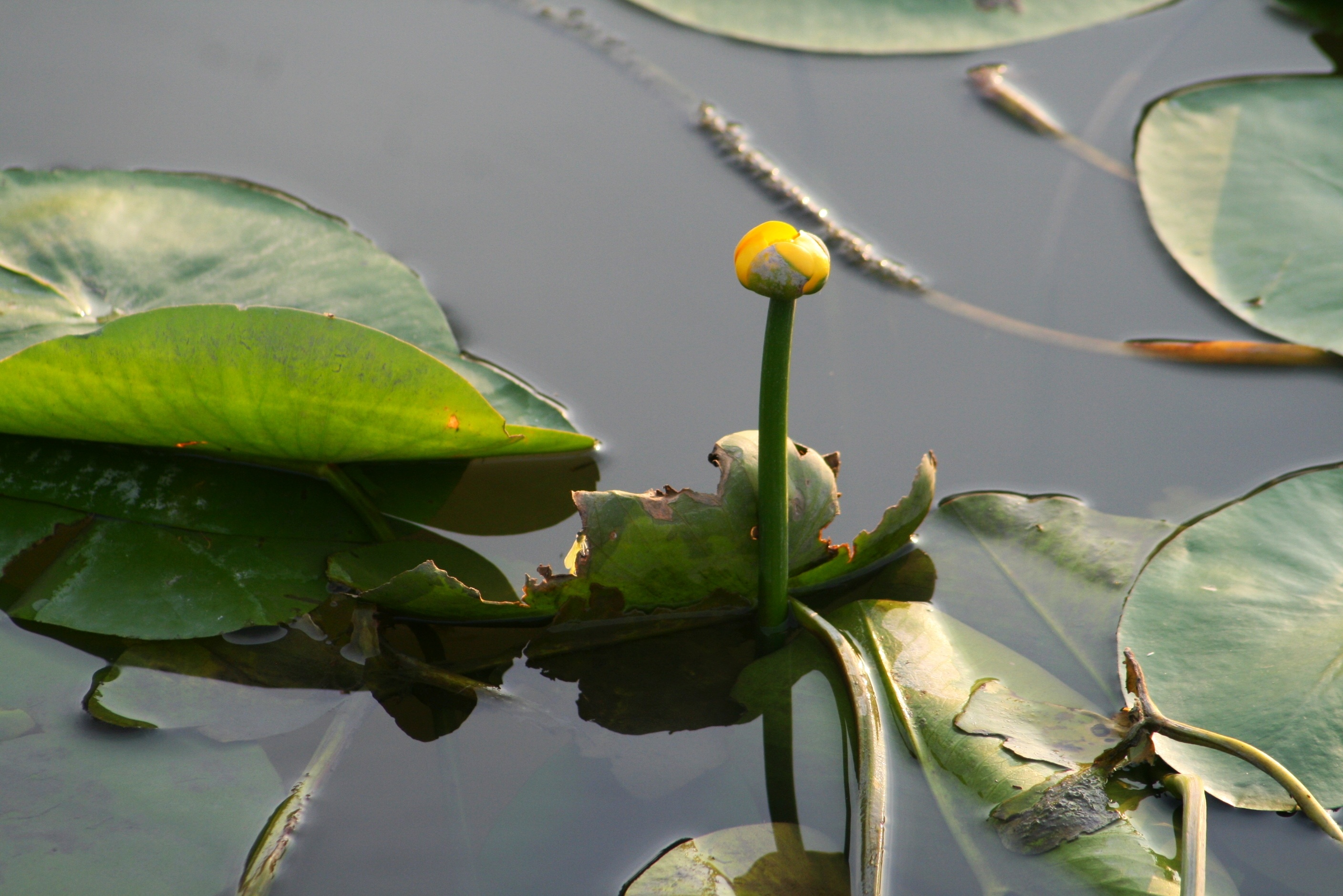 Растения озер фото Bud of yellow water lilies on a pond close up free image download