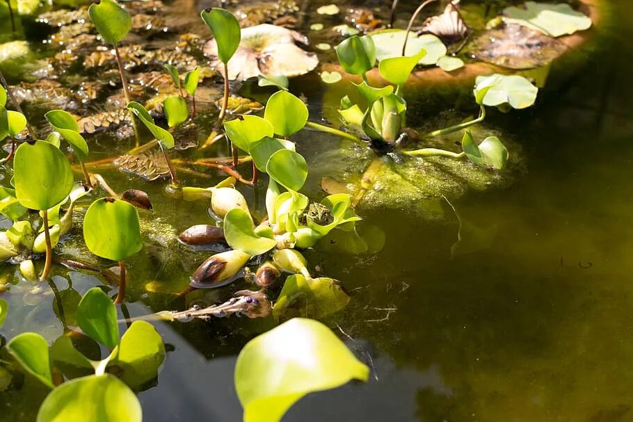 Растения озер фото plants, water lily, pond, aquatic plants, leaf, plant, plant part, growth, natur