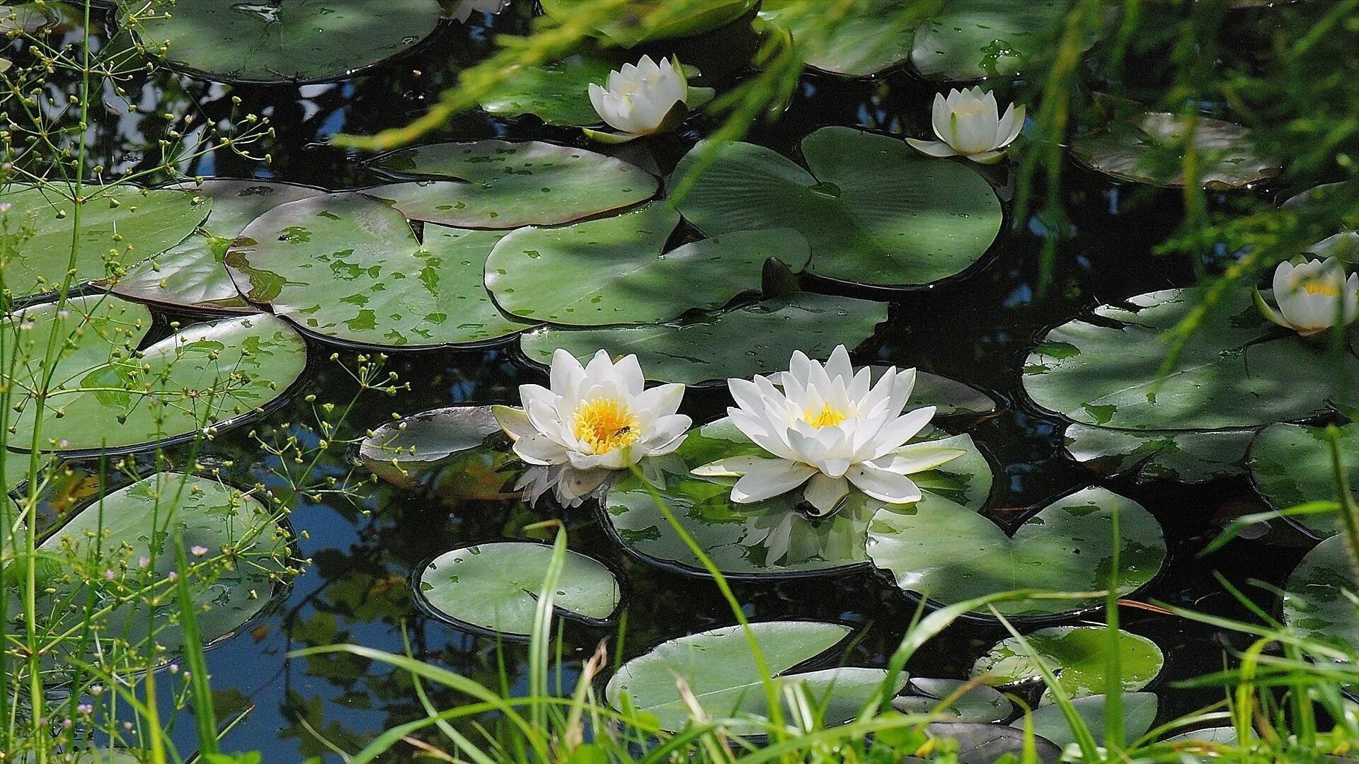 Растения озер фото white water lily pond - Google Search Wallpaper achtergronden, Achtergronden, Hd