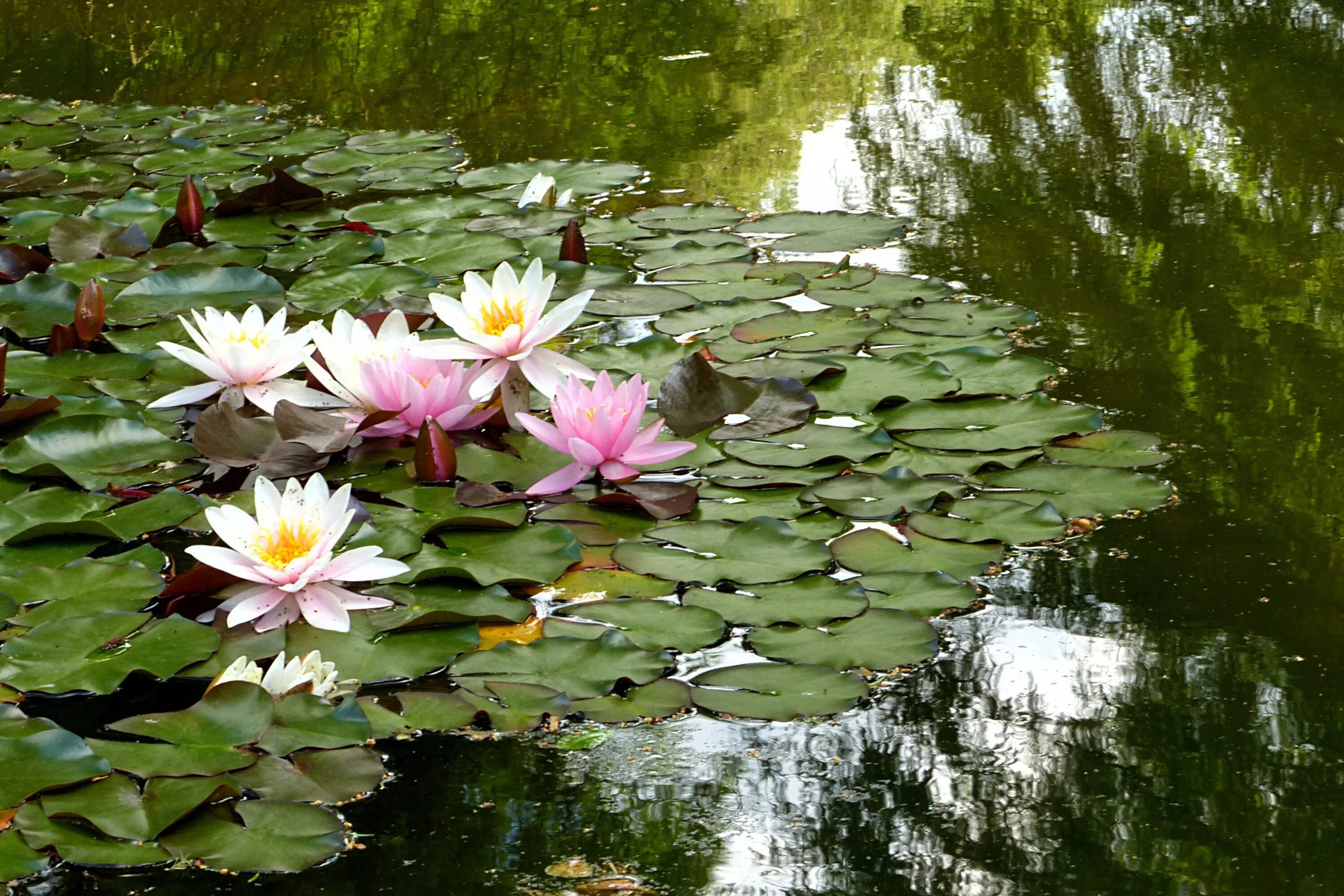 Растения озер фото Free Images : nature, blossom, meadow, leaf, flower, summer, pond, botany, garde