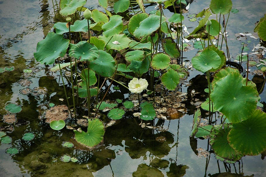 Растения озер фото HD wallpaper: leaf, plant part, lake, growth, water, green color, water lily Wal