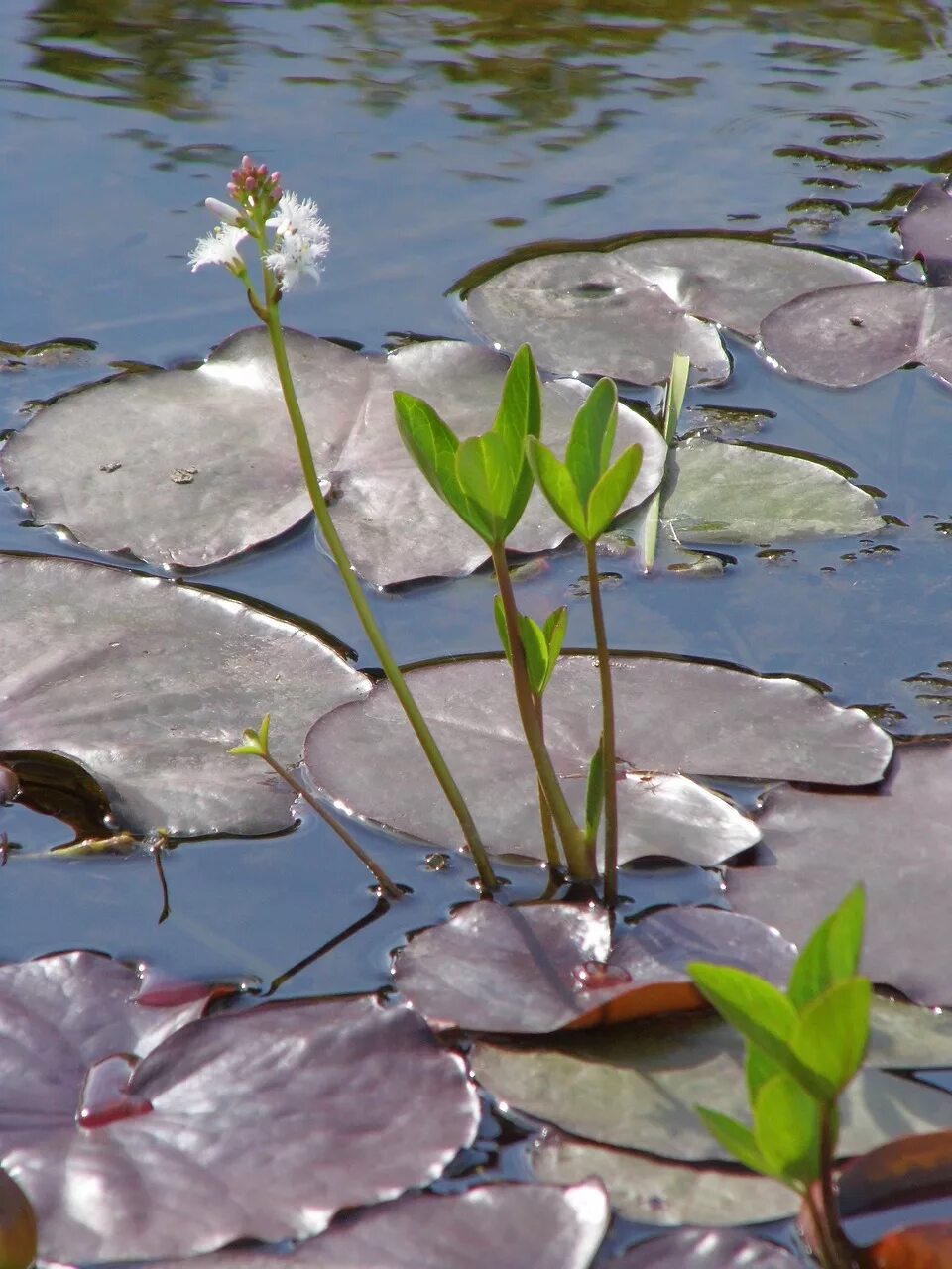 Растения озер фото Flower, lake flowers, lake rose, white flower, spring - free image from needpix.