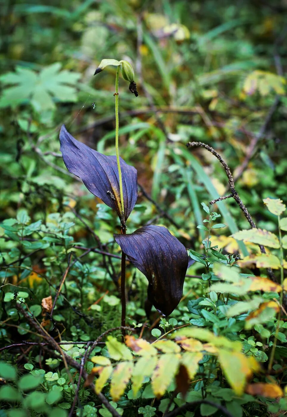 Растения пермского края фото Cypripedium guttatum - Изображение особи - Плантариум