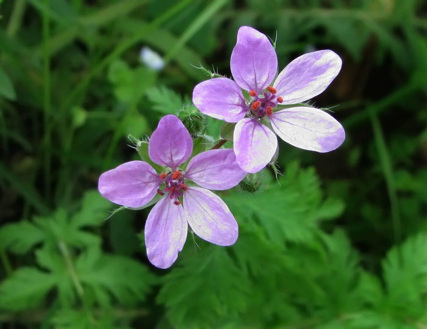 Растения пермского края фото Erodium cicutarium - Image of an specimen - Plantarium