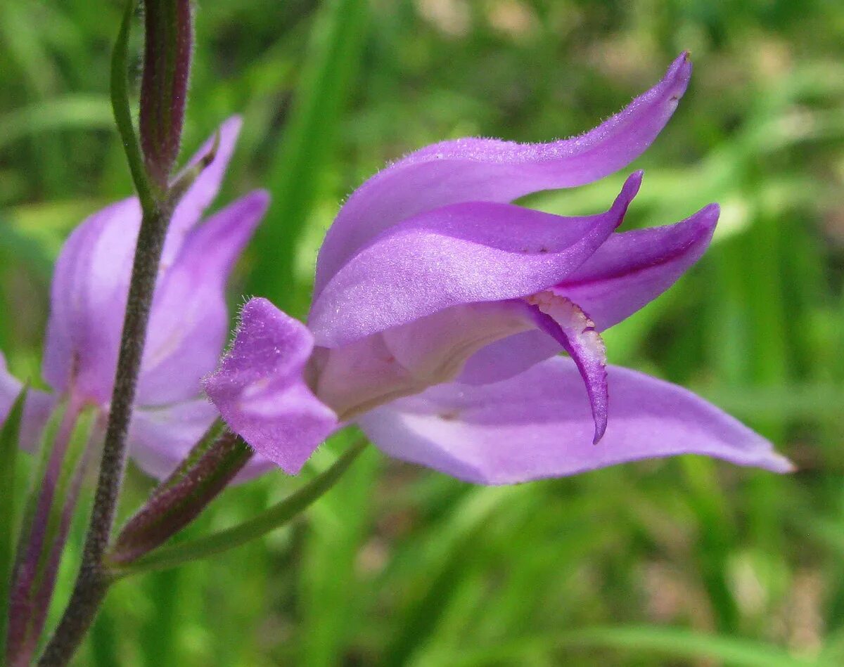 Растения пермского края фото Cephalanthera rubra - Изображение особи - Плантариум