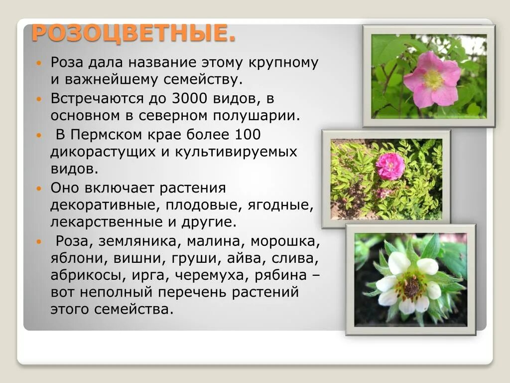 Растения пермского края фото и описание PPT - Цветковые растения ПРИКАМЬЯ PowerPoint Presentation - ID:6024255