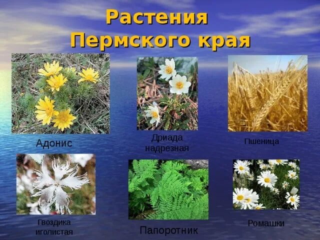 Растения пермского края фото и описание Презентация "Пермский край-моя родина"