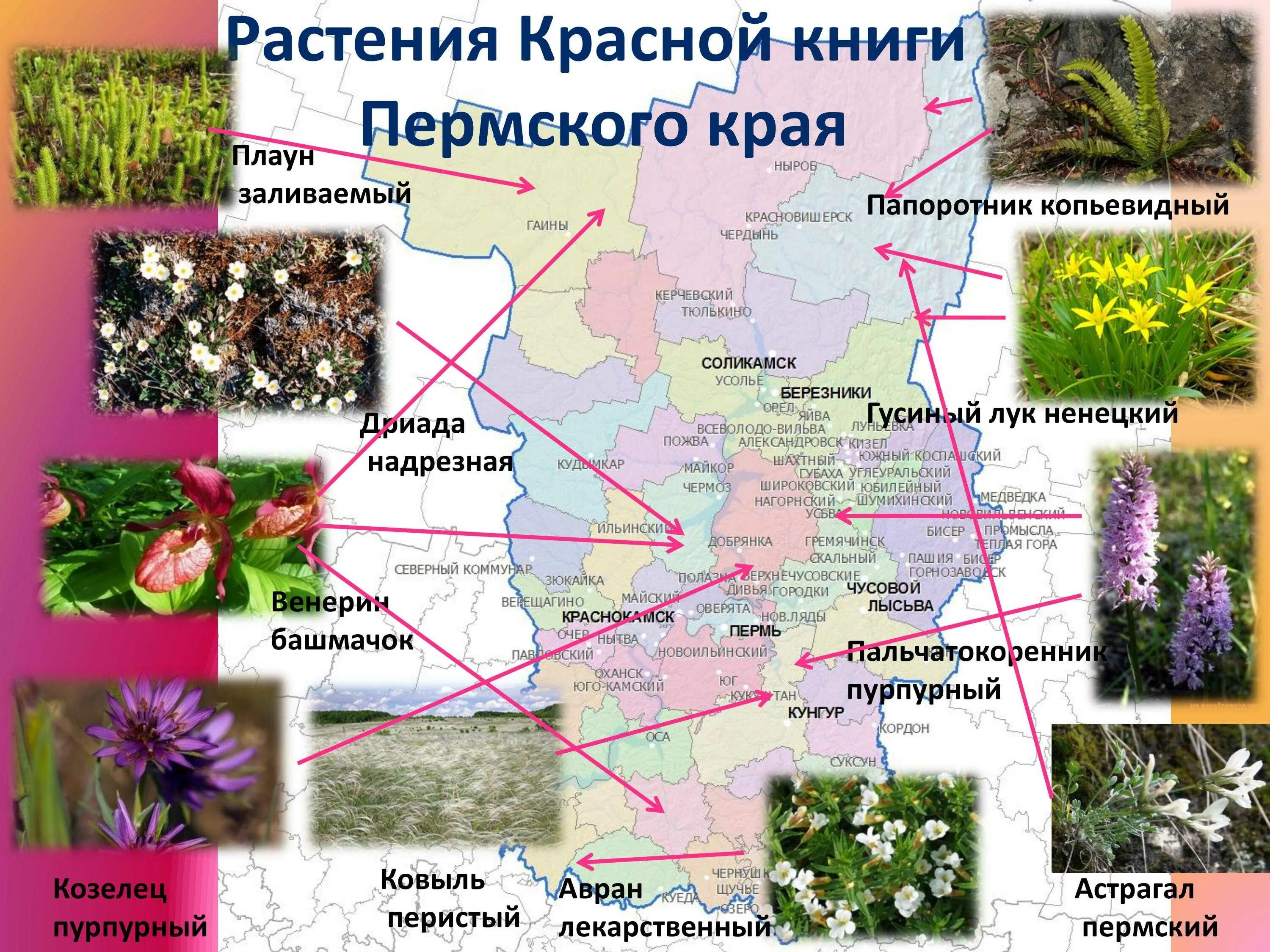 Растения пермского края фото и описание Растения пермского края - Растения и грибы, занесенные в красную книгу пермского