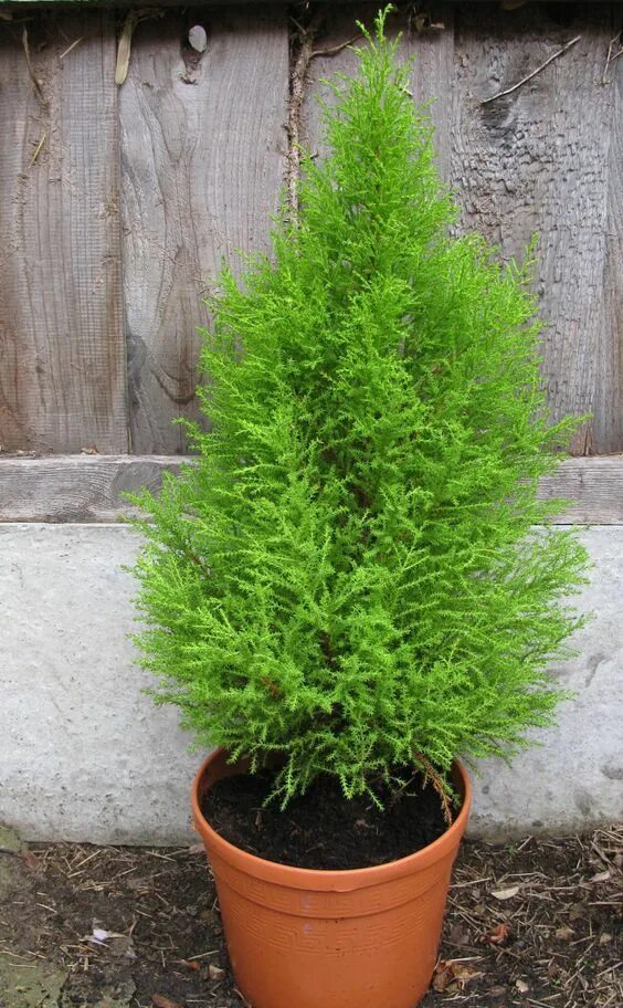 Растения похожие на тую фото и названия Lemon cypress tree care Cypress plant, Potted trees, Cypress trees