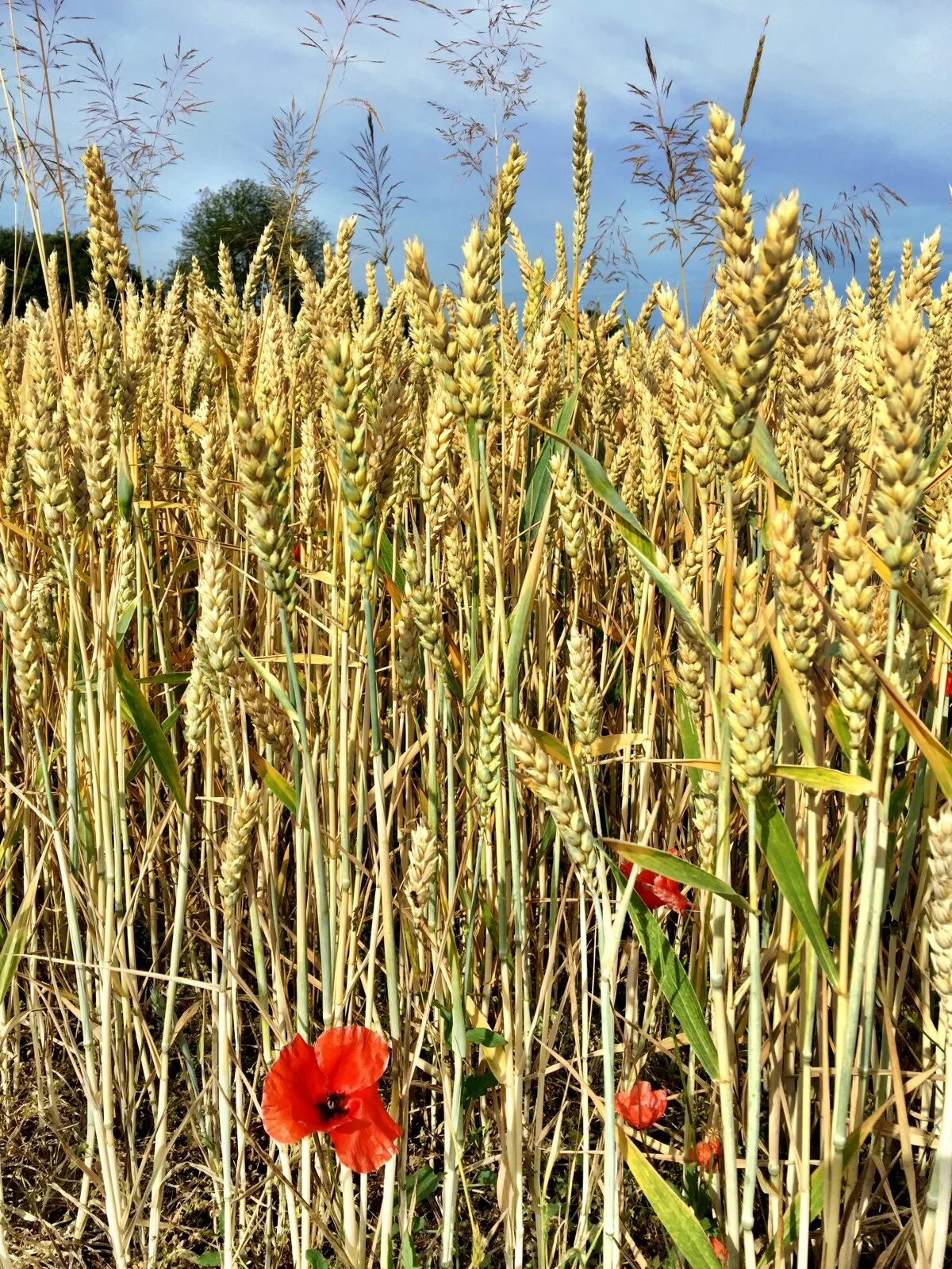 Растения полей фото Free Images : field, wheat, prairie, flower, farming, produce, crop, agriculture