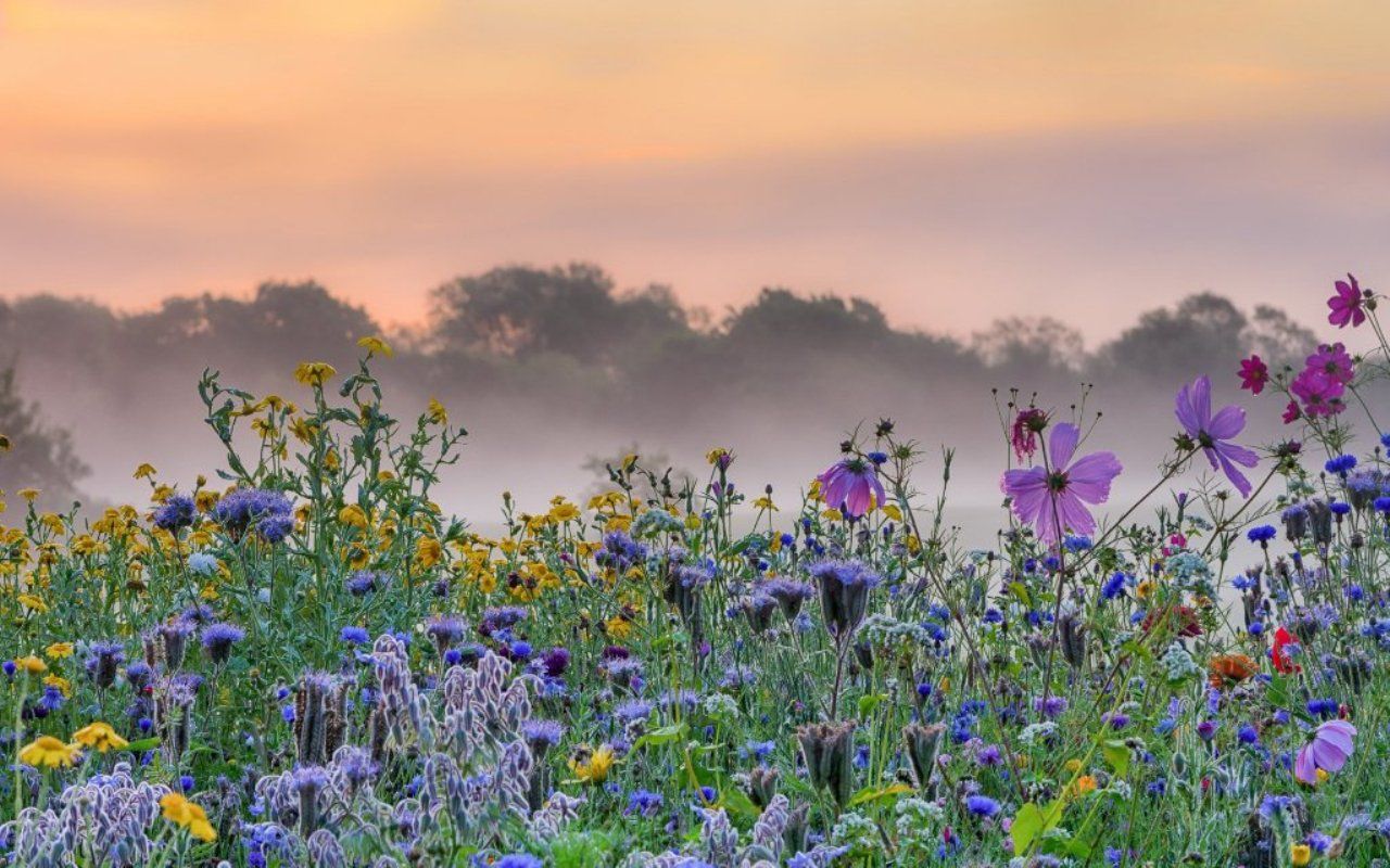 Растения полей фото Утро. Луг. Flowers, Painting, Nature