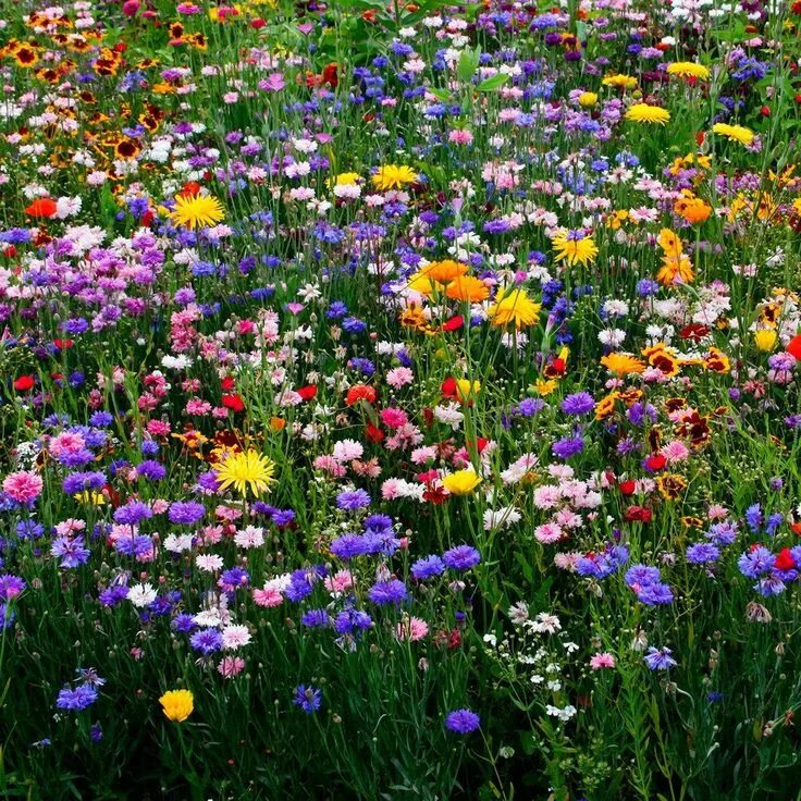 Растения полей фото с названиями Registration Flowers nature, Wild flower meadow, Planting flowers