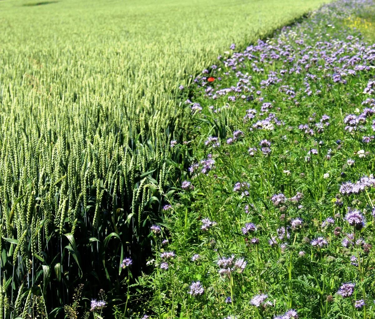 Растения полей фото с названиями Free Images : landscape, lawn, meadow, prairie, flower, herb, crop, agriculture,